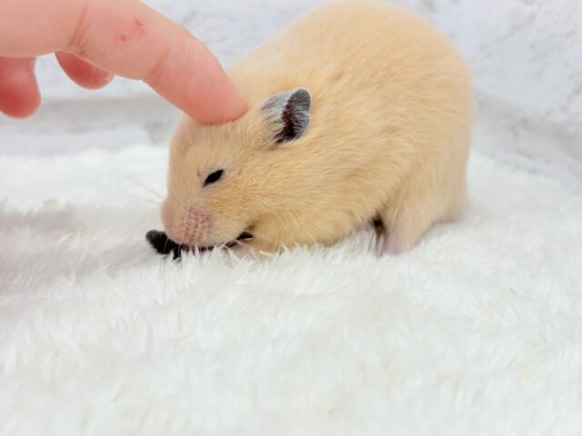 触れ合いOK◎もぐもぐボーイ🐹🌻キンクマハムスター(男の子) ゴールデンハムスター