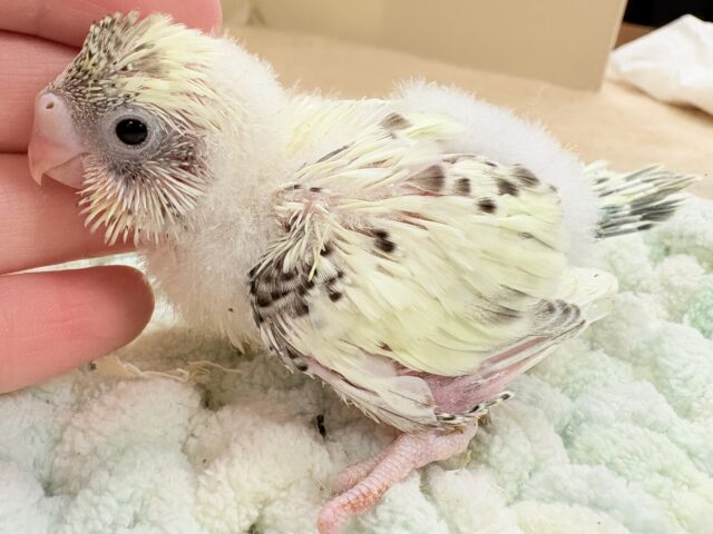 ぽわっと可愛いクリームハルクインちゃん❣️セキセイインコ(クリームハルクイン)インコ セキセイインコ
