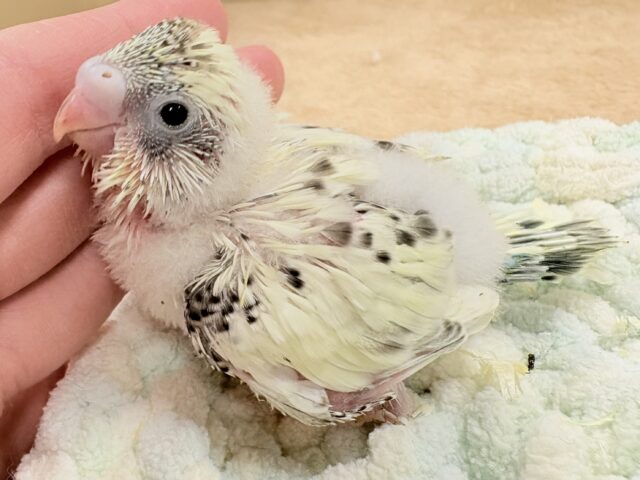 ぽわっと可愛いクリームハルクインちゃん❣️セキセイインコ(クリームハルクイン)インコ セキセイインコ