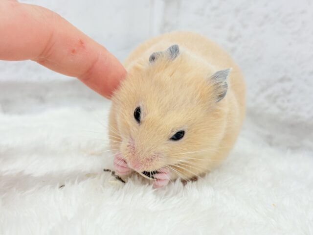 ゴールデンハムスター