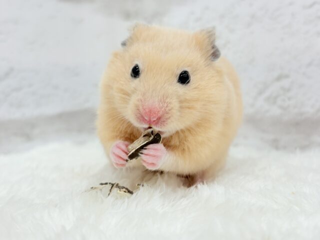 触れ合いOK◎もぐもぐボーイ🐹🌻キンクマハムスター(男の子) ゴールデンハムスター