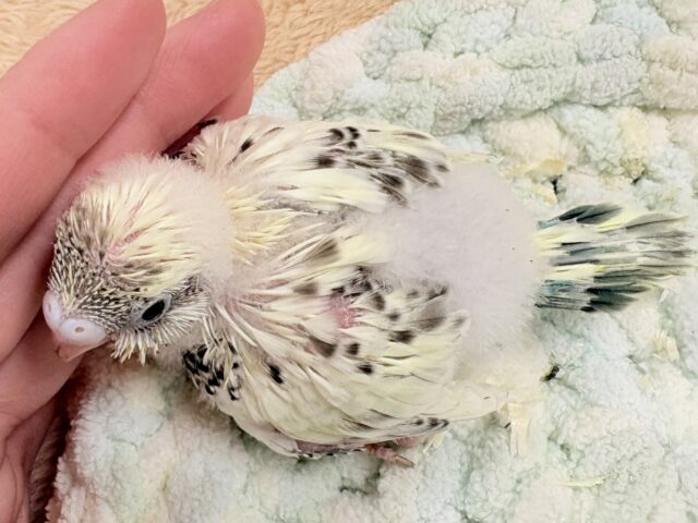 ぽわっと可愛いクリームハルクインちゃん❣️セキセイインコ(クリームハルクイン)インコ セキセイインコ