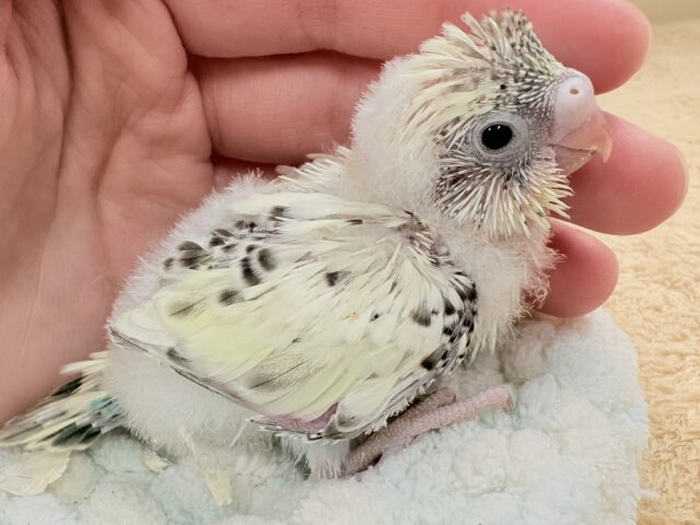ぽわっと可愛いクリームハルクインちゃん❣️セキセイインコ(クリームハルクイン)インコ セキセイインコ