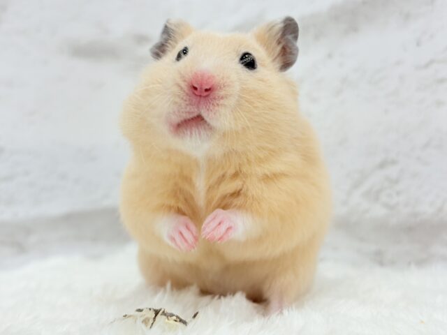 触れ合いOK◎もぐもぐボーイ🐹🌻キンクマハムスター(男の子) ゴールデンハムスター