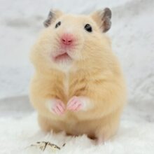 触れ合いOK◎もぐもぐボーイ🐹🌻キンクマハムスター(男の子)