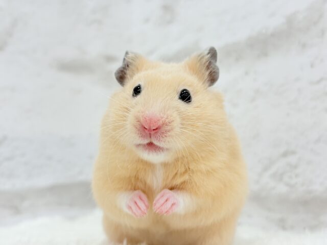 ゴールデンハムスター