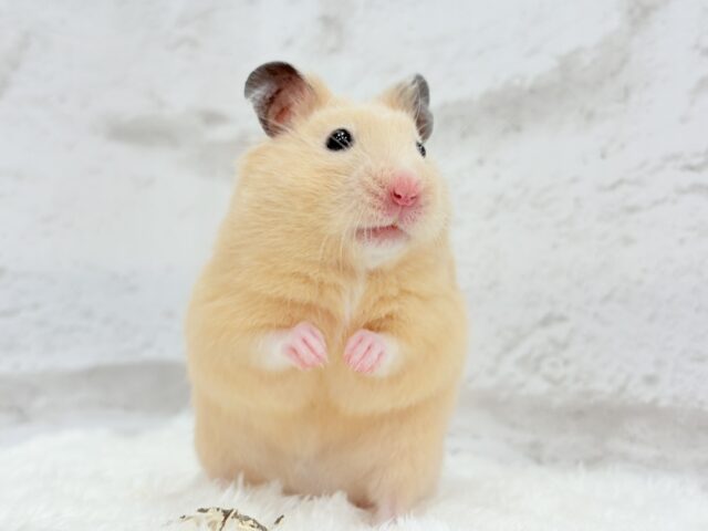 触れ合いOK◎もぐもぐボーイ🐹🌻キンクマハムスター(男の子) ゴールデンハムスター