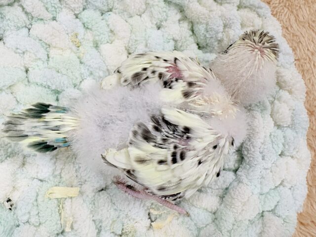 ぽわっと可愛いクリームハルクインちゃん❣️セキセイインコ(クリームハルクイン)インコ セキセイインコ