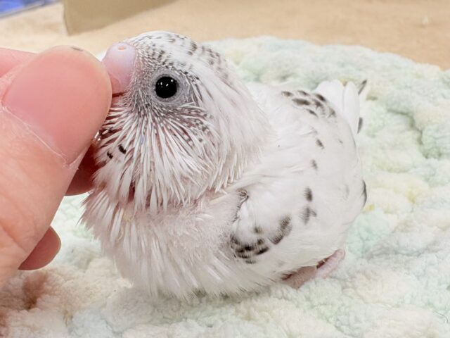 小さくて儚い…❄️☁️セキセイインコちゃん❣️(白ハルクイン)ヒナ セキセイインコ