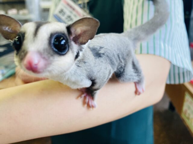 フクロモモンガ