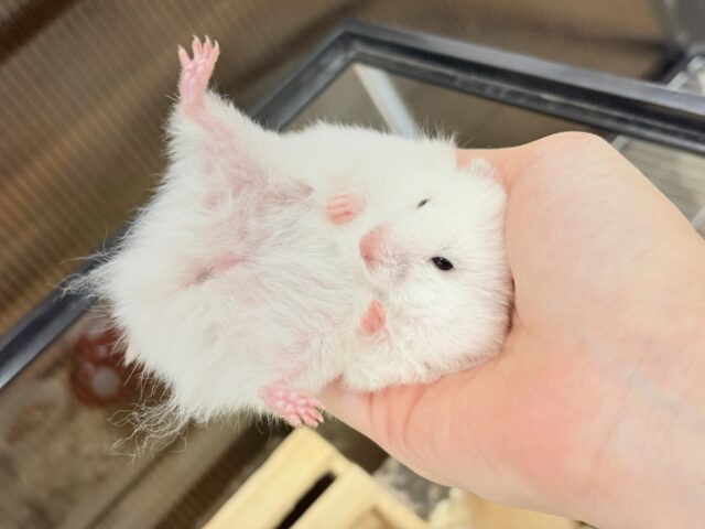 ゴールデンハムスター