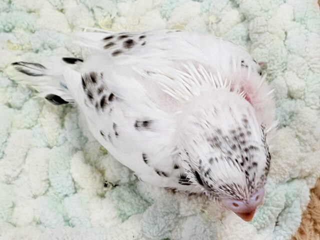 小さくて儚い…❄️☁️セキセイインコちゃん❣️(白ハルクイン)ヒナ セキセイインコ