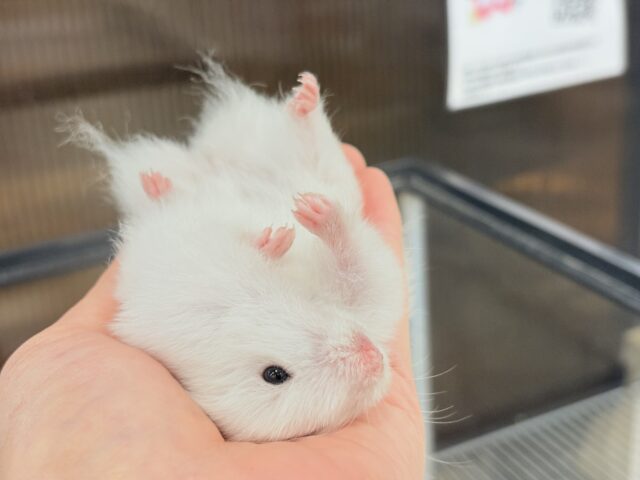 ゴールデンハムスター