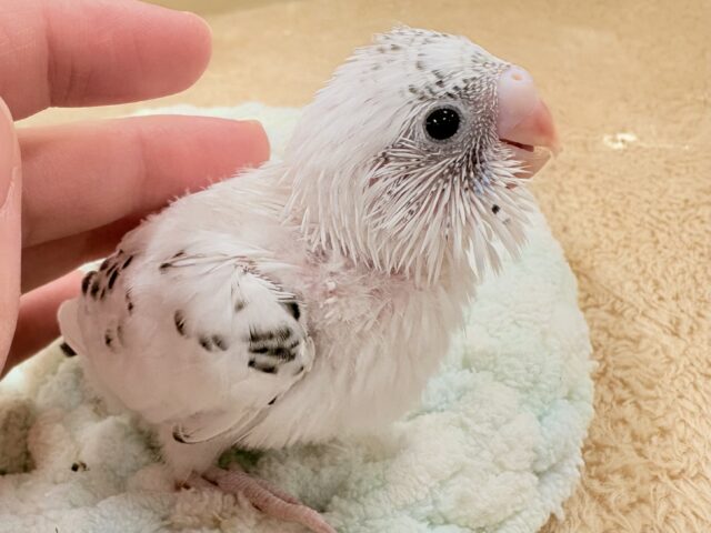 小さくて儚い…❄️☁️セキセイインコちゃん❣️(白ハルクイン)ヒナ セキセイインコ