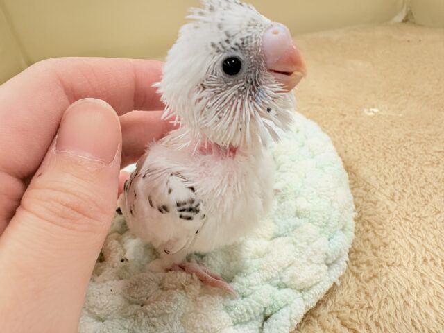 小さくて儚い…❄️☁️セキセイインコちゃん❣️(白ハルクイン)ヒナ セキセイインコ