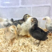 チャボちゃんず入舎中！！！🐥🐥🐥🐥🐥🐥