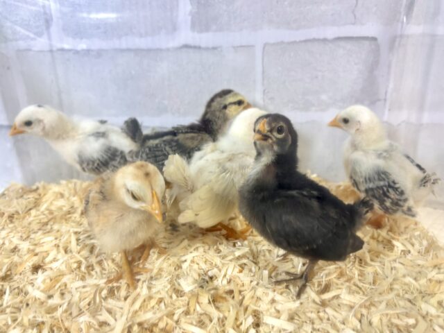 チャボちゃんず入舎中!!!🐥🐥🐥🐥🐥🐥 ■■■ チャボ、ニワトリの仲間 ■■■