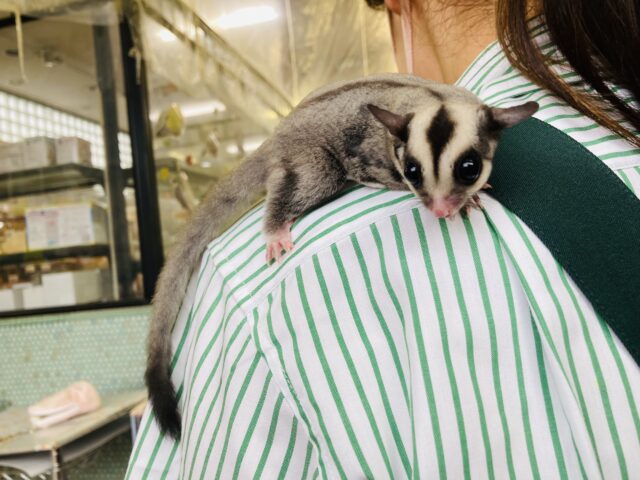 フクロモモンガ