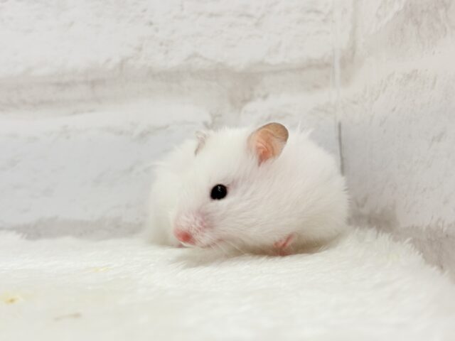 ゴールデンハムスター