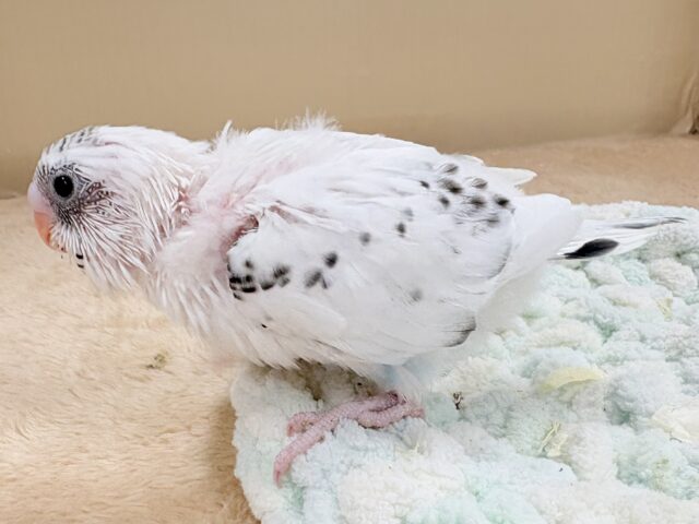 小さくて儚い…❄️☁️セキセイインコちゃん❣️(白ハルクイン)ヒナ セキセイインコ