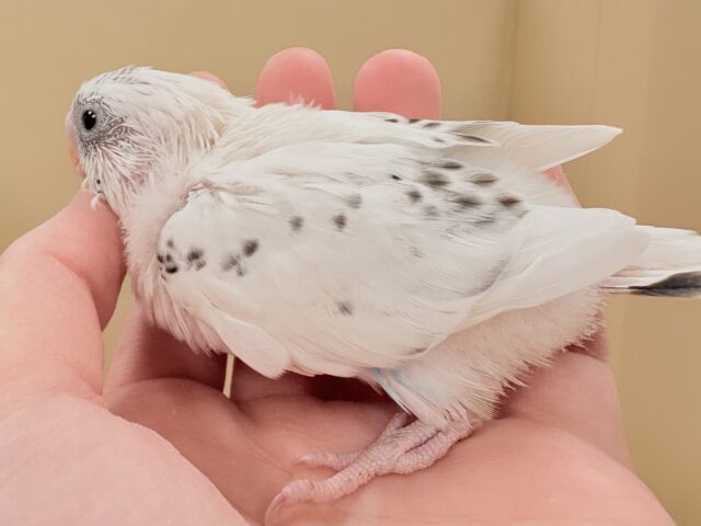 小さくて儚い…❄️☁️セキセイインコちゃん❣️(白ハルクイン)ヒナ セキセイインコ