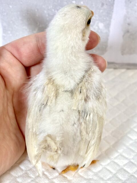 チャボちゃんず入舎中!!!🐥🐥🐥🐥🐥🐥 ■■■ チャボ、ニワトリの仲間 ■■■