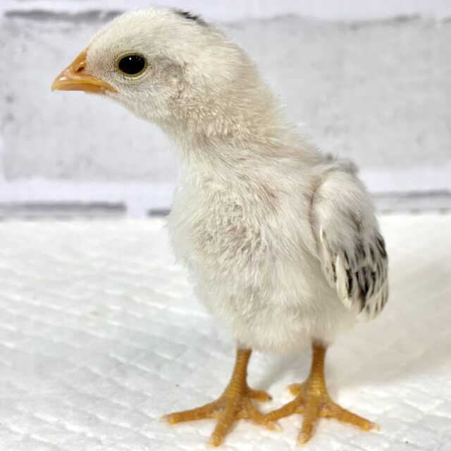 ■■■ チャボ、ニワトリの仲間 ■■■