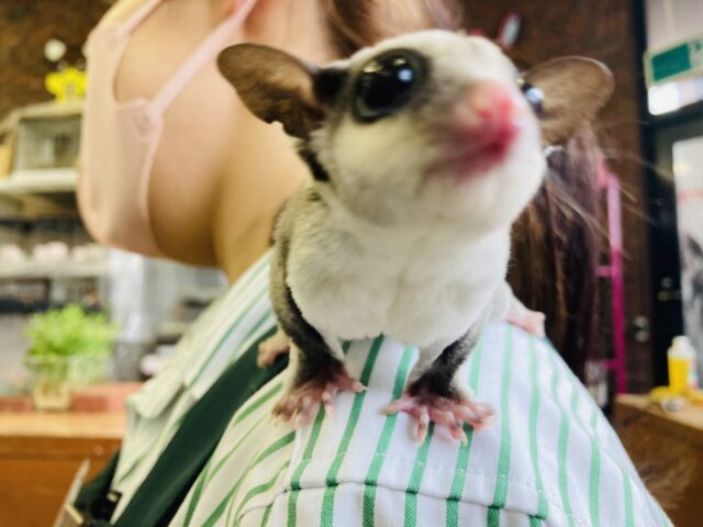 フクロモモンガ