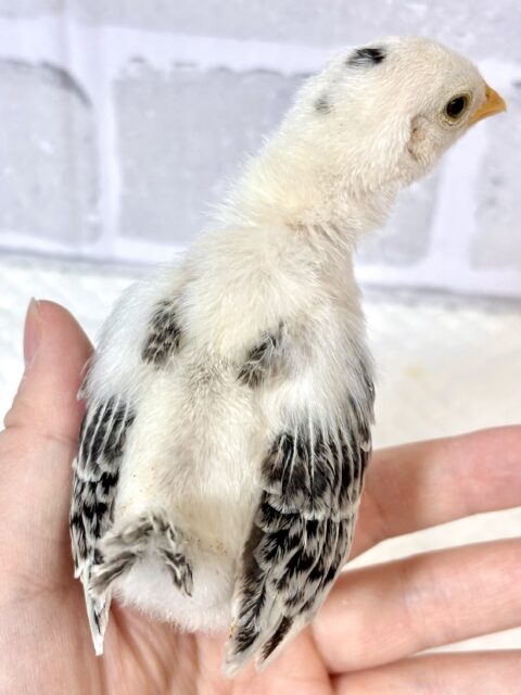 チャボちゃんず入舎中!!!🐥🐥🐥🐥🐥🐥 ■■■ チャボ、ニワトリの仲間 ■■■