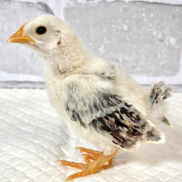 ■■■ チャボ、ニワトリの仲間 ■■■