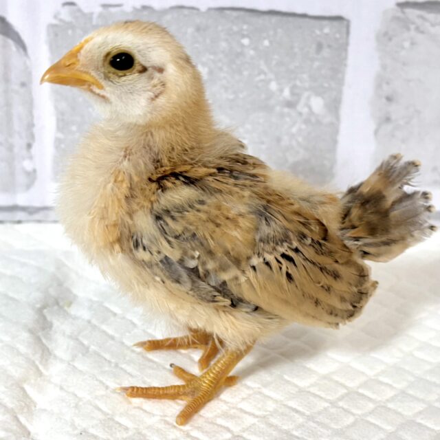 ■■■ チャボ、ニワトリの仲間 ■■■