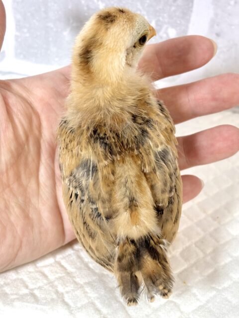 チャボちゃんず入舎中!!!🐥🐥🐥🐥🐥🐥 ■■■ チャボ、ニワトリの仲間 ■■■