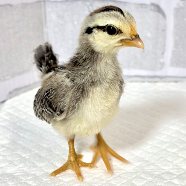 ■■■ チャボ、ニワトリの仲間 ■■■