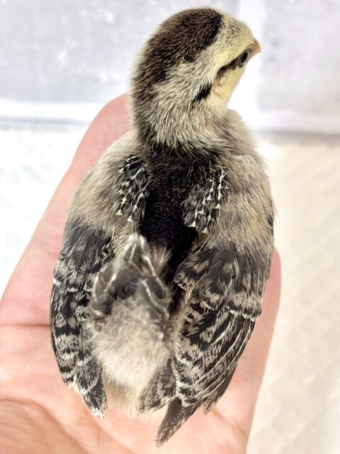 チャボちゃんず入舎中!!!🐥🐥🐥🐥🐥🐥 ■■■ チャボ、ニワトリの仲間 ■■■