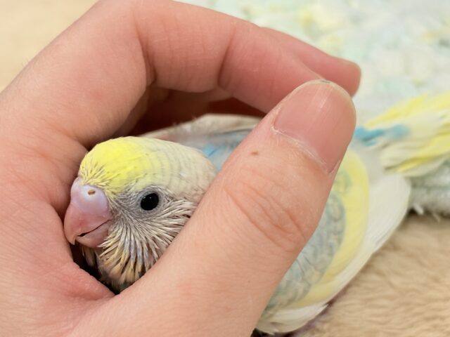 ちっちゃくてもカラフル目立つ存在感❣️セキセイインコ(パステルレインボースパングル)ヒナ