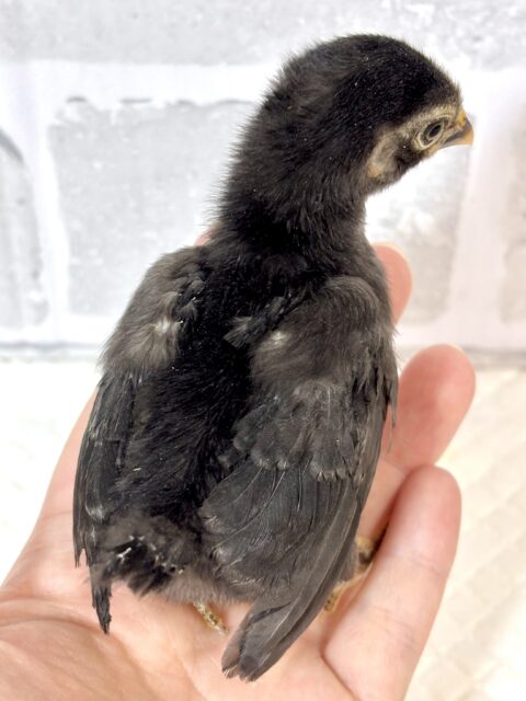 チャボちゃんず入舎中!!!🐥🐥🐥🐥🐥🐥 ■■■ チャボ、ニワトリの仲間 ■■■