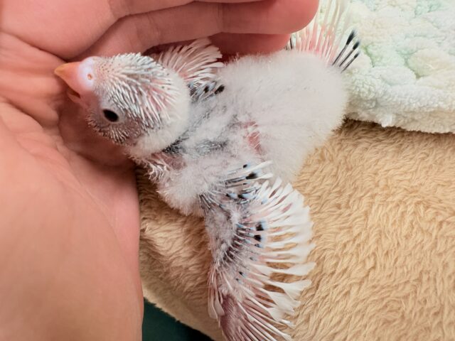 セキセイインコ