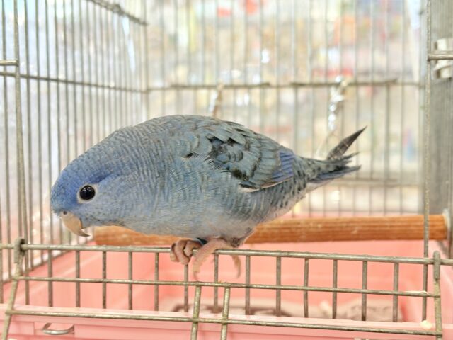 【最新画像・動画更新🪄】深みブルーが魅力的🐥🌊💙サザナミインコ(コバルト) サザナミインコ