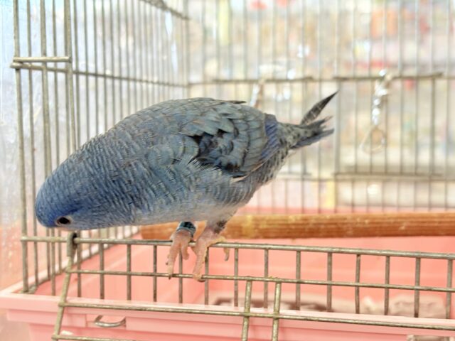 【最新画像・動画更新🪄】深みブルーが魅力的🐥🌊💙サザナミインコ(コバルト) サザナミインコ