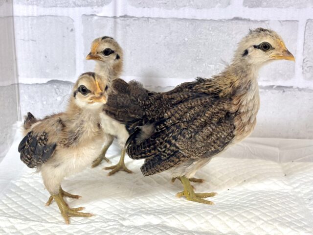 尾曳赤笹チャボちゃんず3羽来てくれました〜✨️❤️🎋 尾曳赤笹チャボ