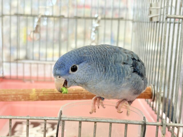【最新画像・動画更新🪄】深みブルーが魅力的🐥🌊💙サザナミインコ(コバルト) サザナミインコ