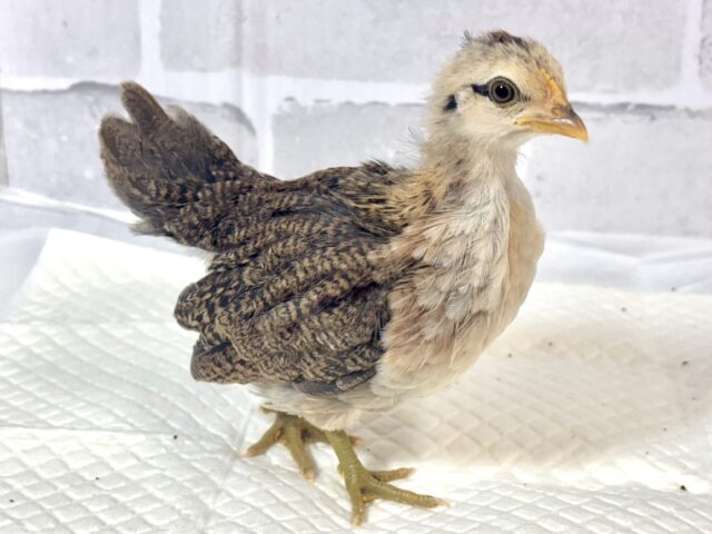 尾曳赤笹チャボ