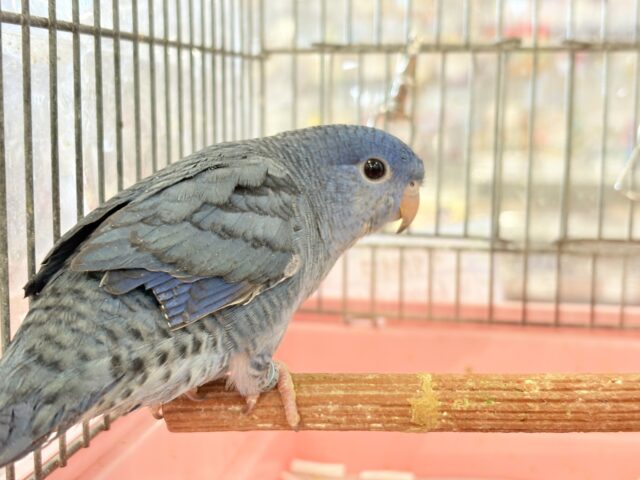 【最新画像・動画更新🪄】深みブルーが魅力的🐥🌊💙サザナミインコ(コバルト) サザナミインコ