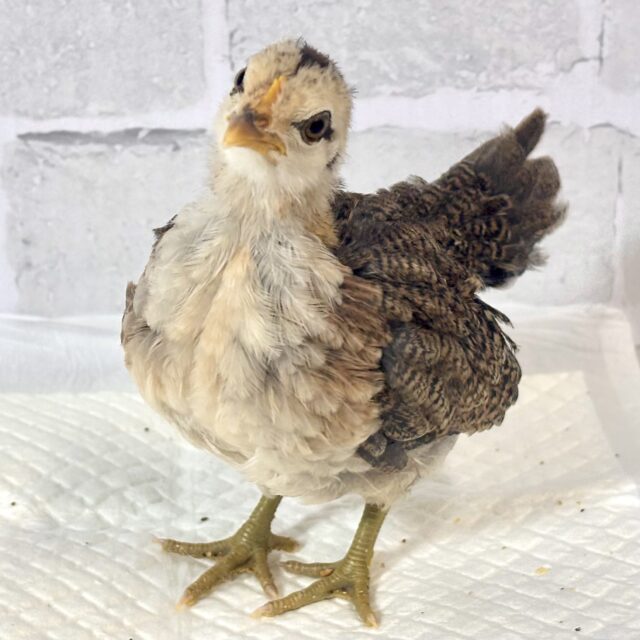 尾曳赤笹チャボ