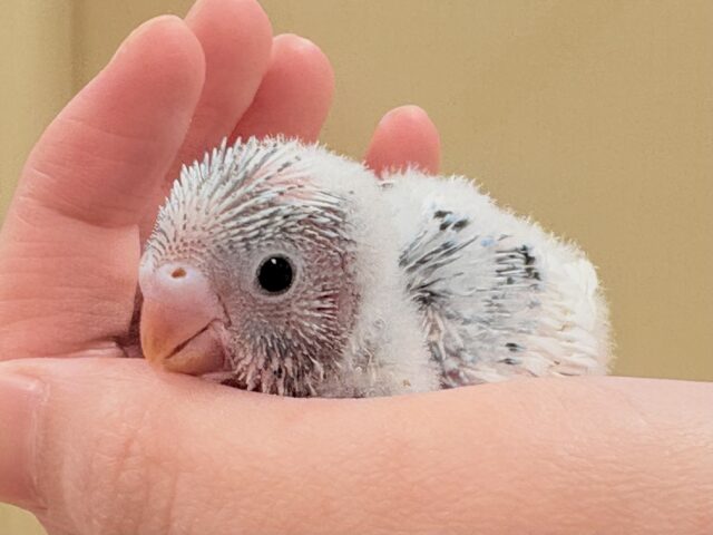 ワタワタ妖精参上‼️✨️セキセイインコ(パイド)ヒナ