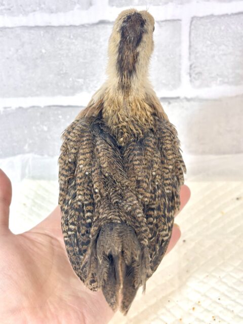 尾曳赤笹チャボ