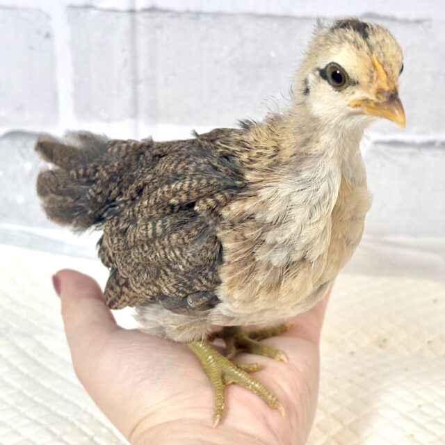 尾曳赤笹チャボちゃんず3羽来てくれました〜✨️❤️🎋 尾曳赤笹チャボ