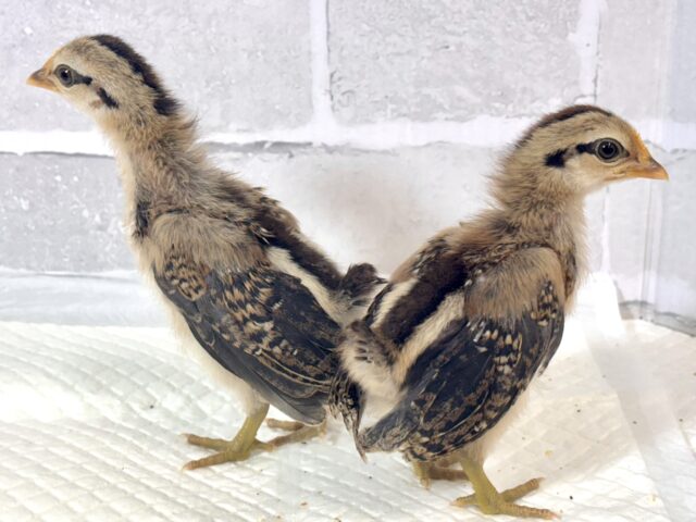 尾曳赤笹チャボ