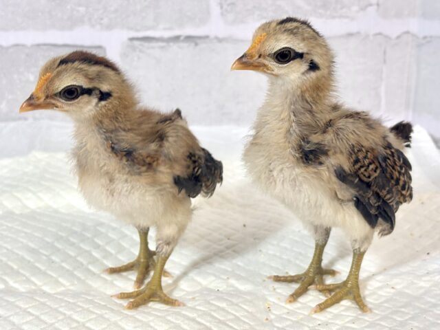 尾曳赤笹チャボ