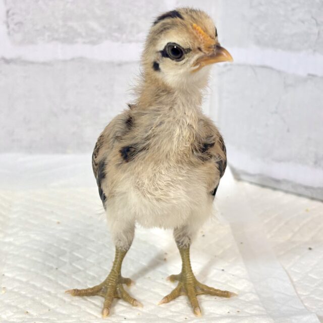 尾曳赤笹チャボ